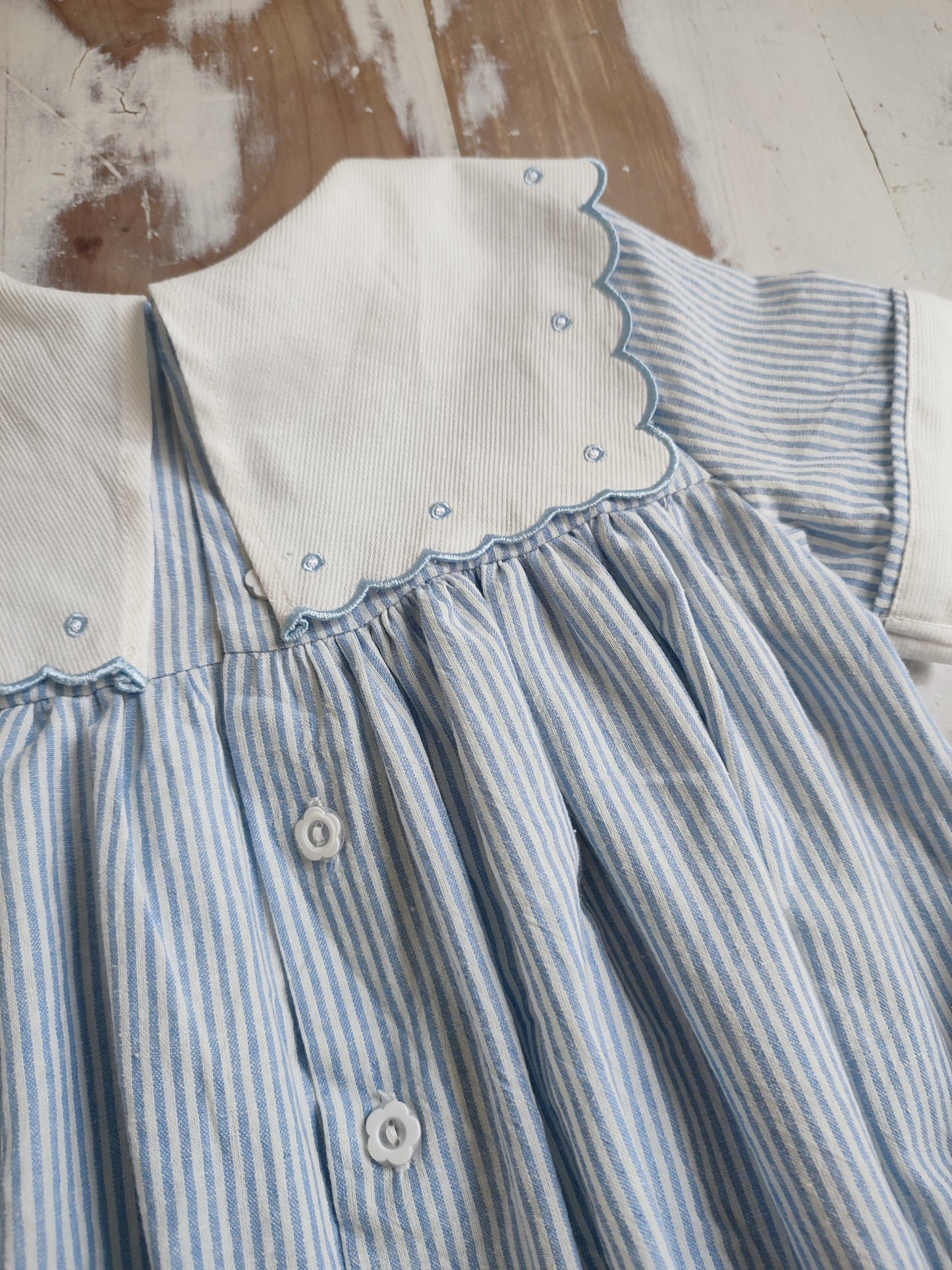 Enterito Astromelia Azul